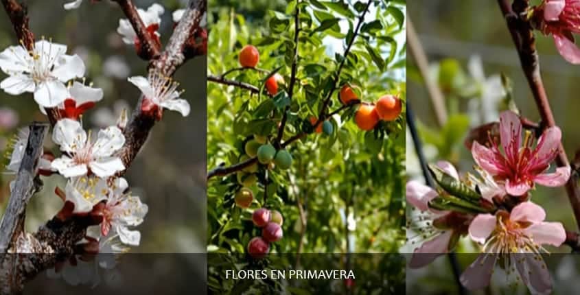 Un árbol que da diversos tipos de frutas y flores