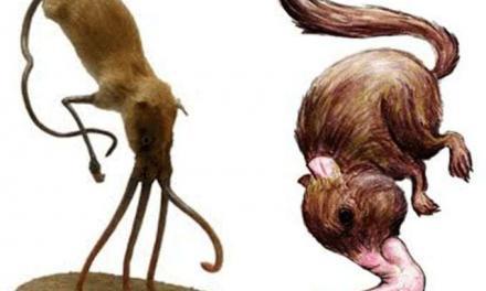 Narigudos: los roedores que caminan con su nariz