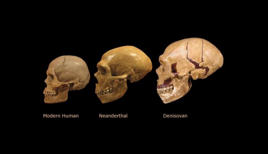 ancestros humanos