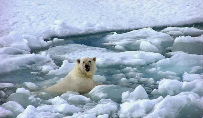 oso polar calentamiento global