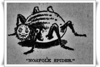 La araña de Norfolk