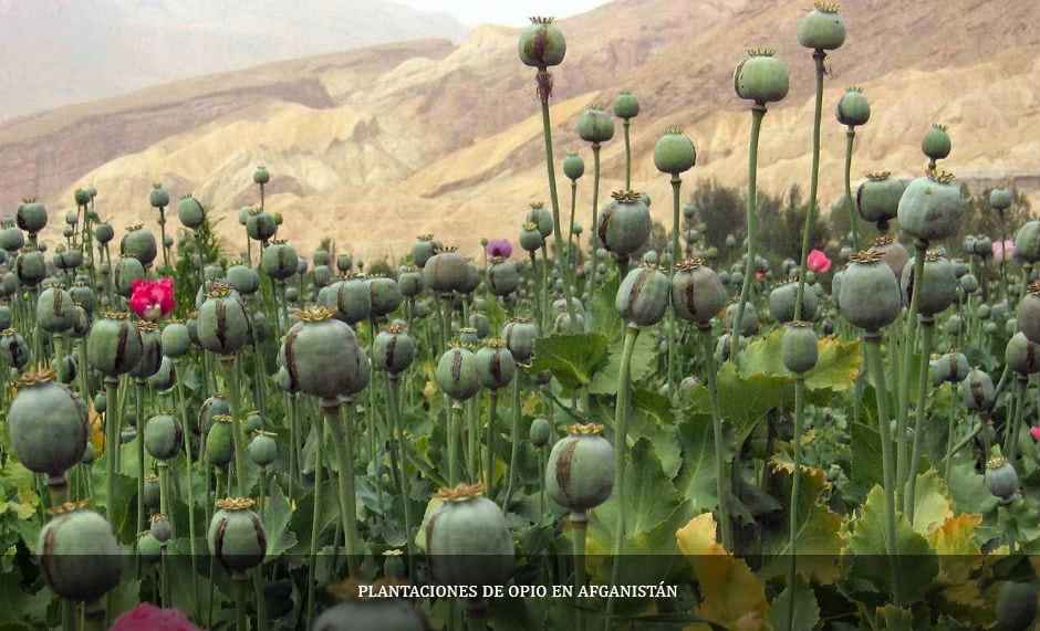 plantaciones de opio en afganistan