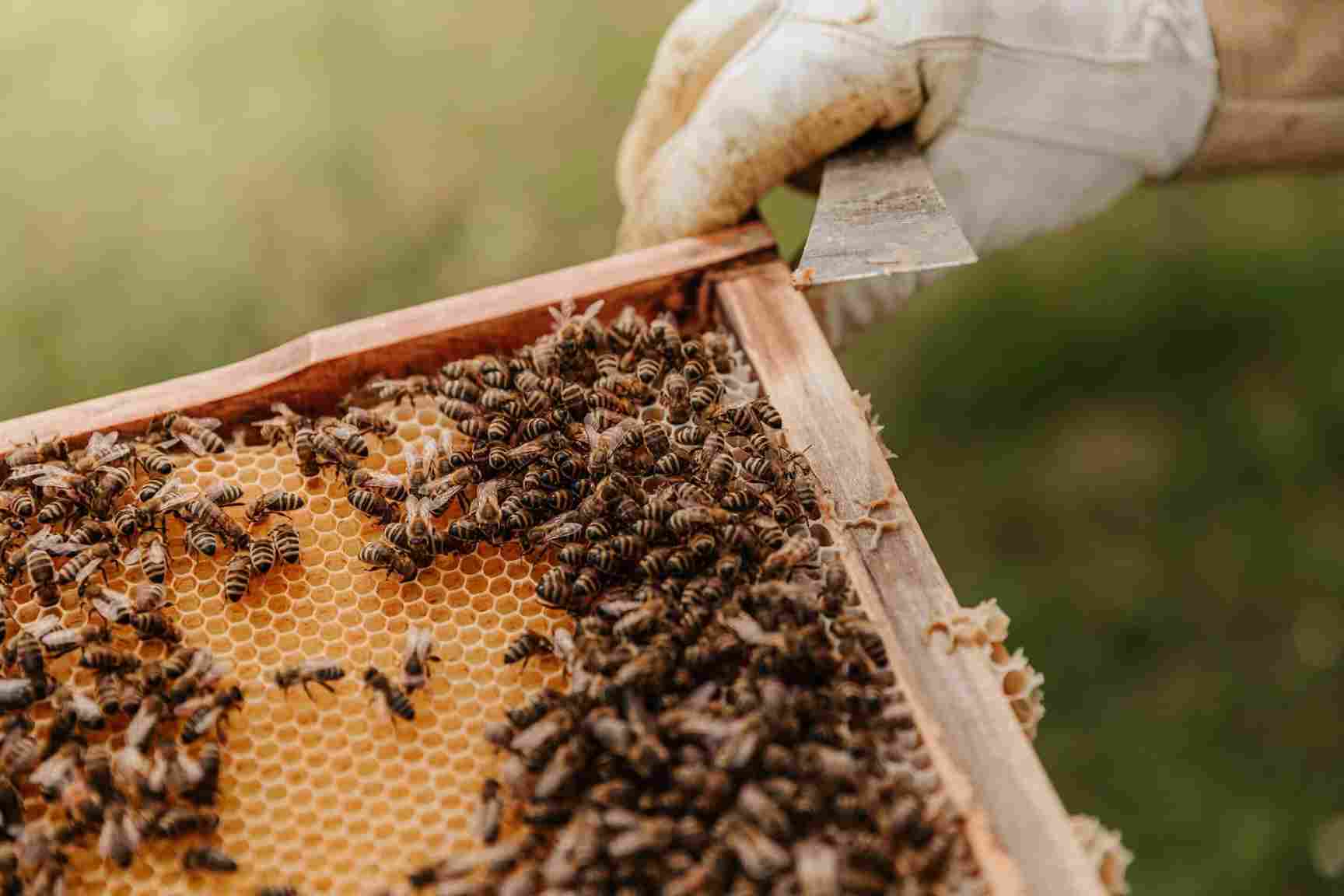 un mundo sin abejas y su polinizacion