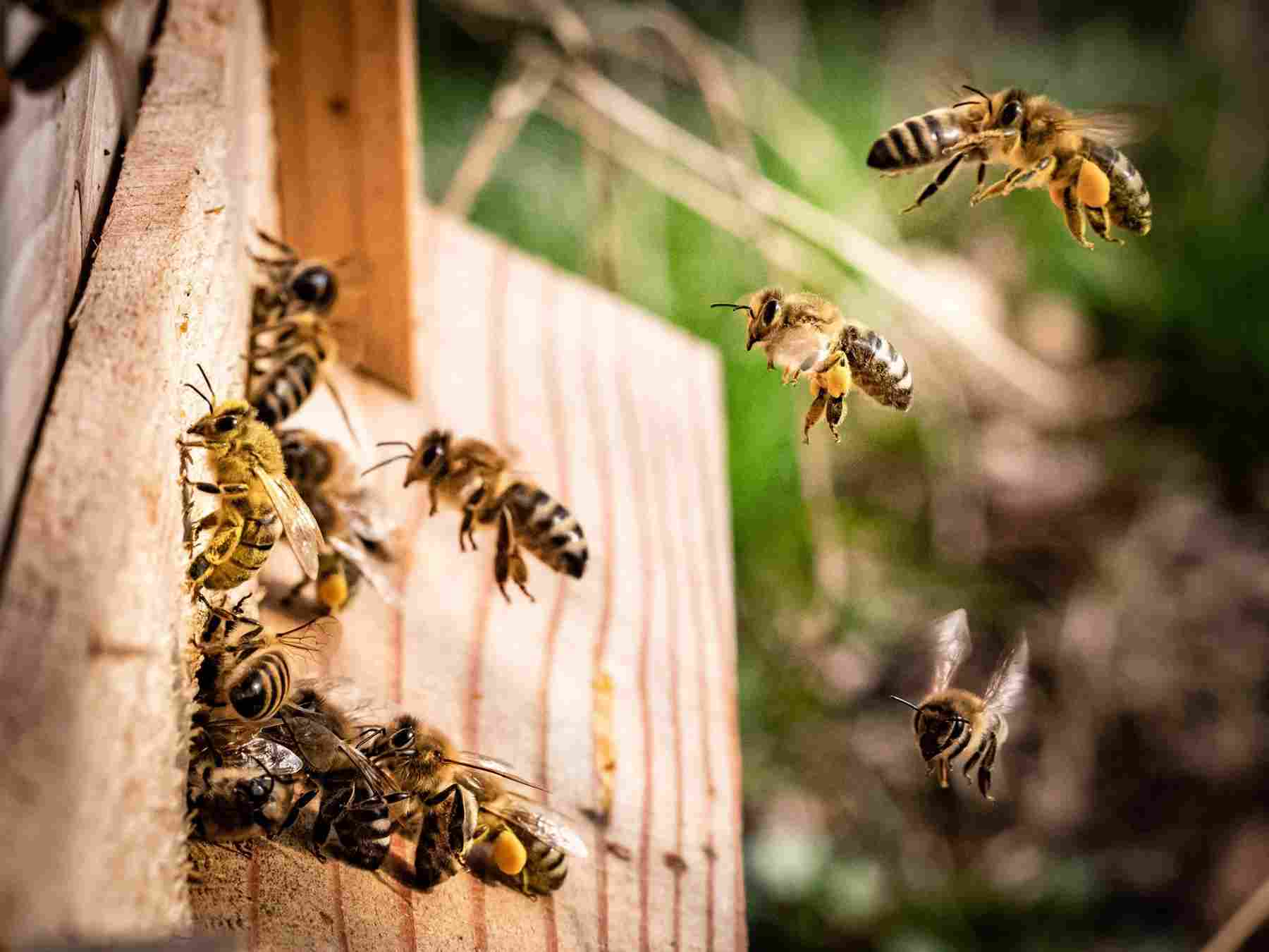 un mundo sin abejas y su rol de polinizadoras