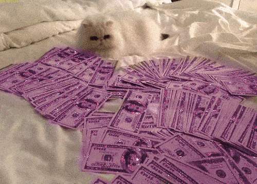 dinero cat